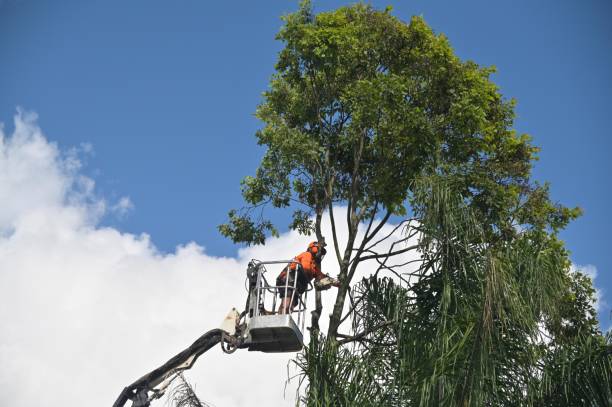 Lawn Maintenance Plans in Seven Fields, PA