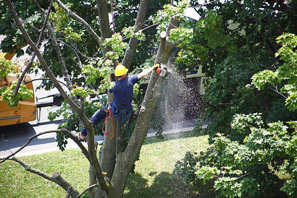 How Our Tree Care Process Works  in  Seven Fields, PA