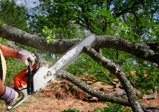 Professional Tree Care in Seven Fields, PA